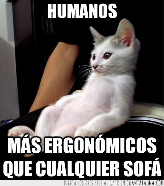 gato,humanos,ergonómicos,cómodo,sentado